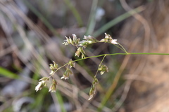 Anthoxanthum australe