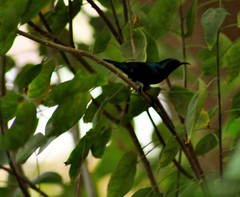 Cinnyris asiaticus
