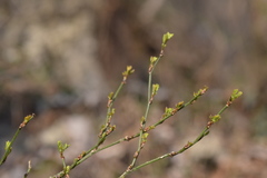 Hippocrepis emerus emerus