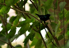 Cinnyris asiaticus
