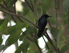 Cinnyris asiaticus