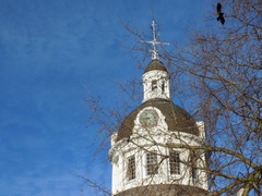 Corvus brachyrhynchos