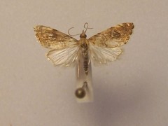 Glaucocharis leucoxantha