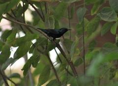 Cinnyris asiaticus