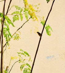 Cinnyris asiaticus