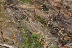 Anthoxanthum australe