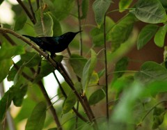 Cinnyris asiaticus