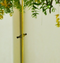 Cinnyris asiaticus