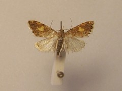 Glaucocharis leucoxantha