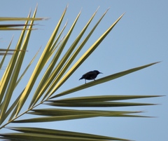 Cinnyris asiaticus