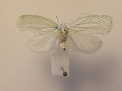 Nymphostola galactina