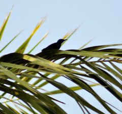 Cinnyris asiaticus