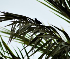 Cinnyris asiaticus