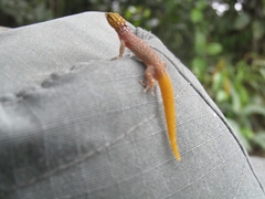 Sphaerodactylus lineolatus