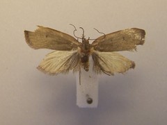 Phaeosaces coarctatella