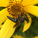 Coelioxys dolichos - Photo (c) Laura Clark, some rights reserved (CC BY)