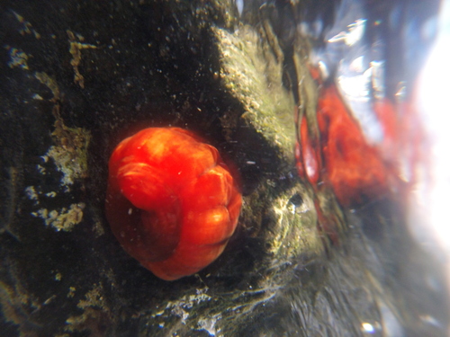 Actinia mediterranea