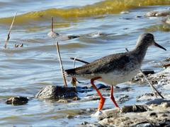 Tringa totanus