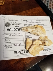 Pseudospongipellis delectans