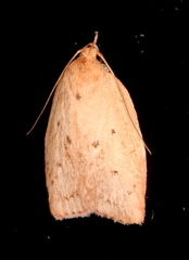 Prionocris