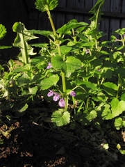 Glechoma hederacea