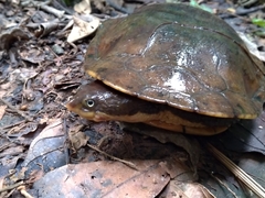 Hydromedusa maximiliani