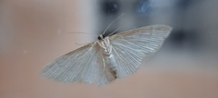 Lepidoptera