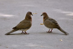 Streptopelia senegalensis