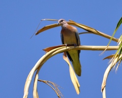 Streptopelia senegalensis