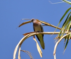 Streptopelia senegalensis