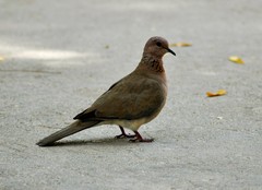 Streptopelia senegalensis