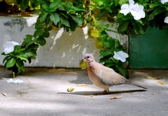 Streptopelia senegalensis