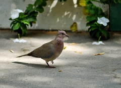 Streptopelia senegalensis