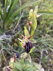 Ophrys cretica