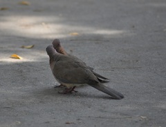 Streptopelia senegalensis