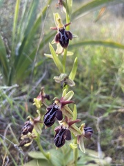 Ophrys cretica