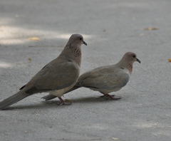 Streptopelia senegalensis
