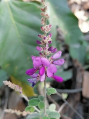 Desmodium plicatum