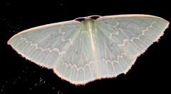 Chlorocoma melocrossa