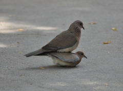 Streptopelia senegalensis