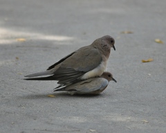 Streptopelia senegalensis