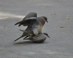 Streptopelia senegalensis