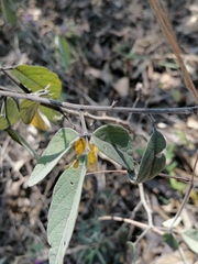 Desmodium plicatum