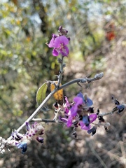 Desmodium plicatum