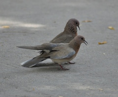 Streptopelia senegalensis