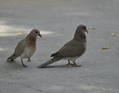 Streptopelia senegalensis