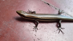 Marisora roatanae