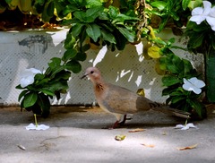 Streptopelia senegalensis