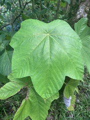 Cecropia schreberiana
