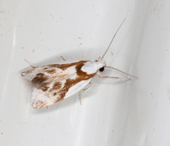 Lichenaula laniata